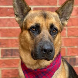 Meet your Posher, Monica